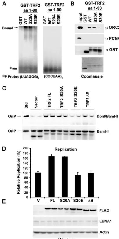 FIG. 6. TRF2 phosphomimetic mutant S20E abrogates RNA binding,ORC recruitment, and OriP DNA replication