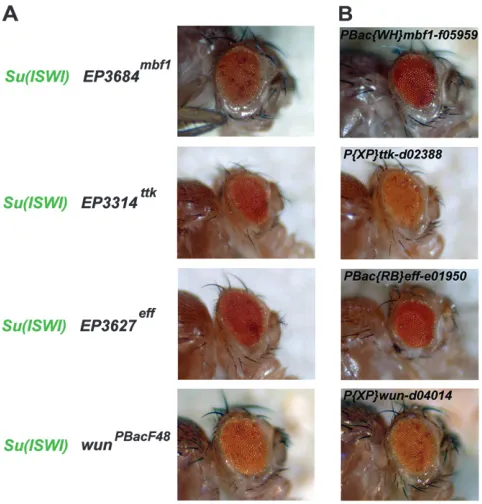 Figure 4.—Loss of ISWI function in the eye can be domi-