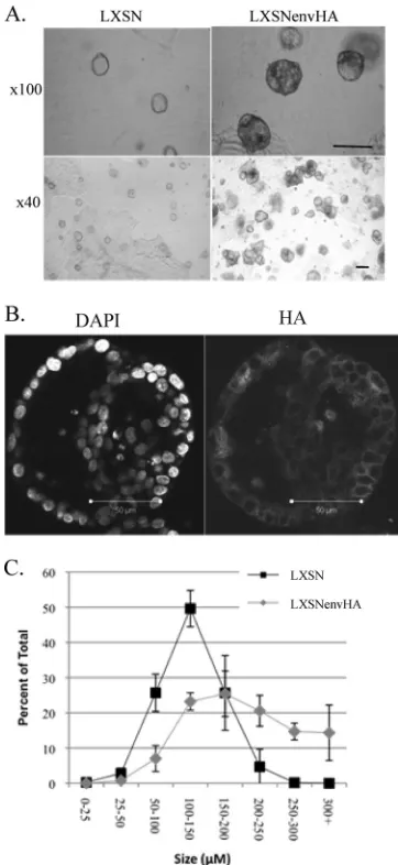 FIG. 2. Effect of JSRV Env on acinus size. LXSN- and LXSNenvHA-transduced MDCK cells were grown in 3-D culture