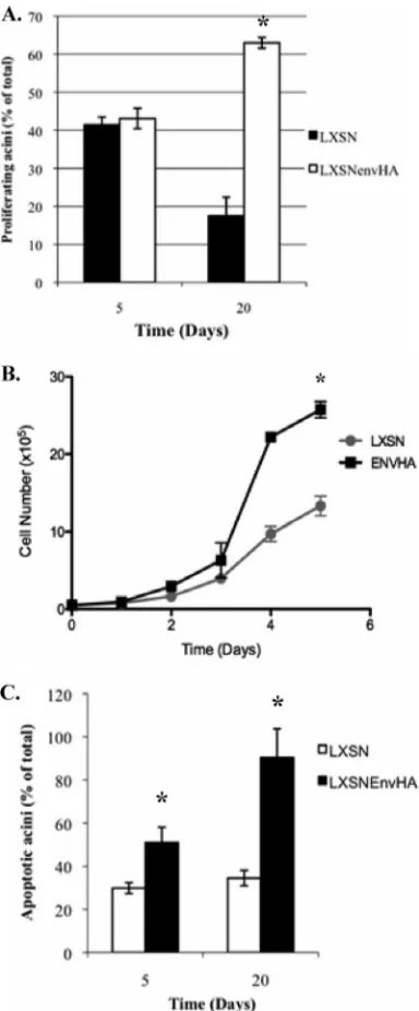 FIG. 5. EnvHA structures are hyperapoptotic and resistant to pro-liferative suppression signals