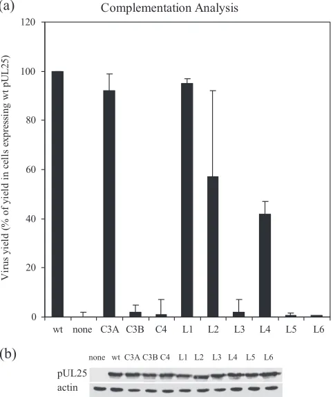 FIG. 2. Complementation analysis. (a) Vero cells were transfectedwith individual plasmids expressing wt or mutated versions of pUL25,