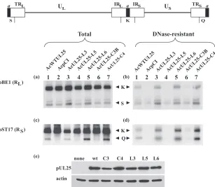 FIG. 4. PFGE analysis of packaged �sistant DNAs were prepared fromcoinfected with the indicated recombinant baculovirus