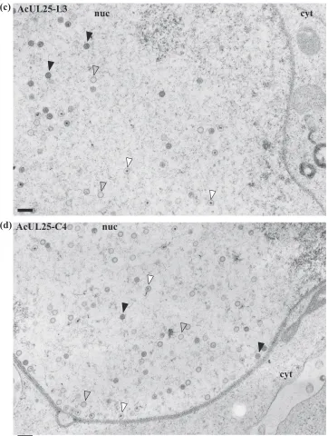 FIG. 5—Continued.