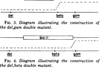 FIG. 3.the Diagram del,gam double