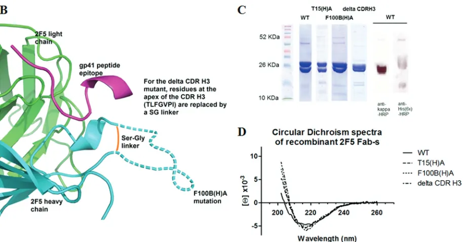 FIG. 1. Recombinant 2F5 Fab constructs. (A) 2F5 light and heavy chain sequences of the variable region