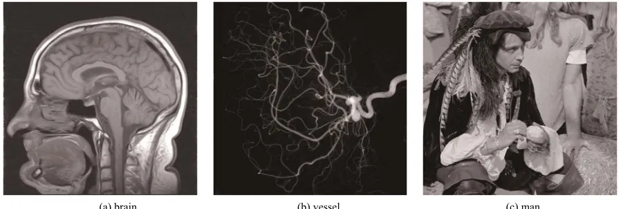 Figure 1. 2D images used in this paper.  