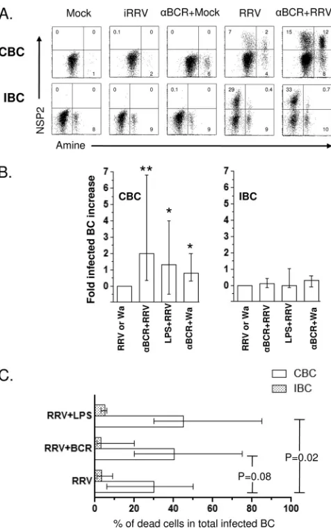 FIG. 6. Polyclonal stimulation induces increases in RRV infectionand cell death in CBC but not in IBC