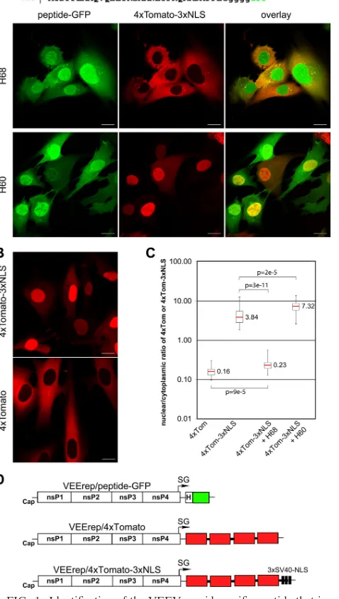 FIG. 1. Identiﬁcation of the VEEV capsid-speciﬁc peptide that in-hibits nuclear import