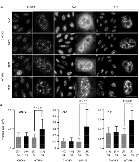 Figure 1. Temperature-sensitive (ts) defect of Smu1 alters the nuclear localization of SRSF2, ALY, and Y14