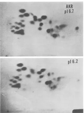 FIG. 10.forElectrophoresis Comparative peptide maps (microcrystalline cellulose layer) of pI 6.7 and pI 6.2 p30 from AKR