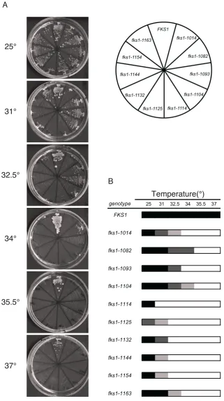 FIGURE S1.—Growth of  fks1 ts mutants at various temperatures. (A) Growth of fks1 mutants