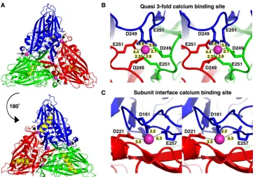 FIG. 1. Calcium-binding sites in Flock House virus. (A) Locations of calcium-binding sites in one icosahedral asymmetric unit (iASU) of theFHV capsid