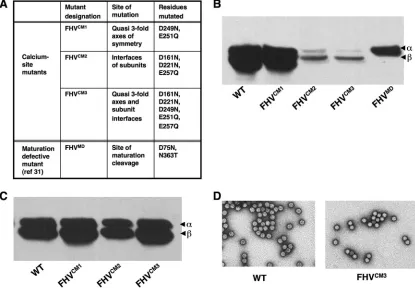 FIG. 2. Calcium site mutations do not affect the assembly and maturation of FHV. (A) Amino acid changes in three calcium site mutants(expressed as virus or virus-like particles) and the maturation-defective mutant (expressed as virus) of FHV