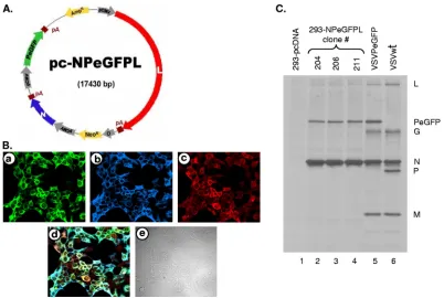 FIG. 1. (A) Schematic representation of the plasmid pc-NPeGFPL, expressing the VSV N, PeGFP, and L proteins