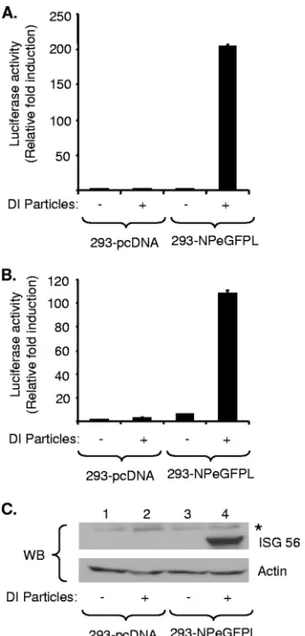 FIG. 4. (A) Activation of the ISRE promoter by DI particle infec-tion. The experiment was conducted as described in the legend to Fig.