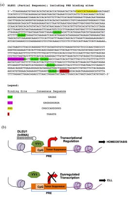 Figure 2. Polycomb response element binding site: (a) Putative PRE binding sites on the long noncoding RNA, DLEU1 at 13q14