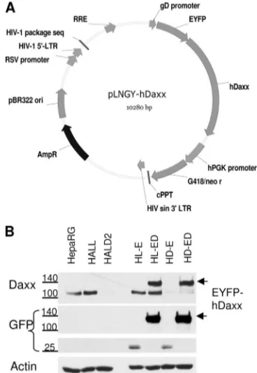 FIG. 4. Reintroductionof(A) Map of the pLNGY-hDaxx vector construct (Table 1). RRE, revresponse element; hPGK promoter, human phosphoglycerate kinasepromoter; cPPT, polypurine tract; LTR, long terminal repeats; sin,self-inactivating; RSV promoter, Rous sar