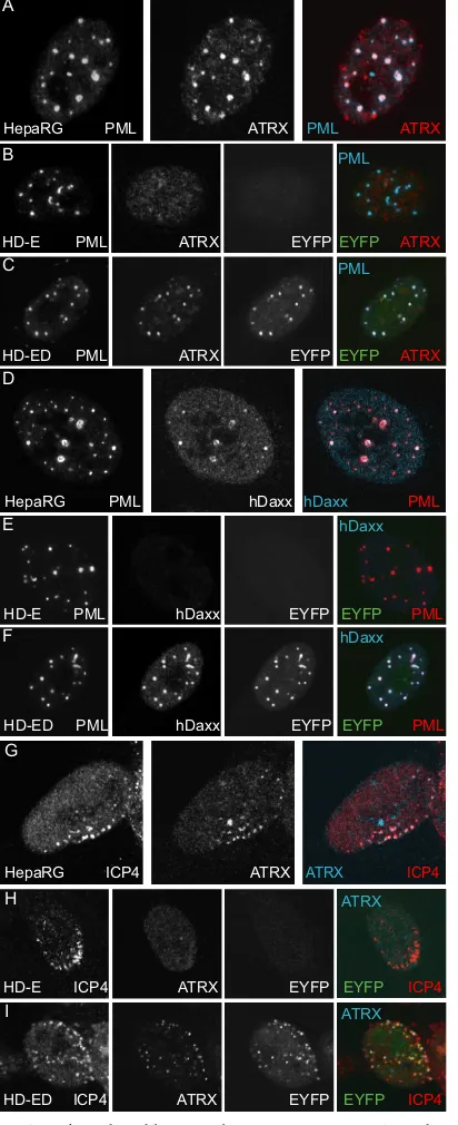 FIG. 5. Reintroduced hDaxx relocates ATRX to ND10 and to sitesassociated with incoming ICP0-null mutant HSV-1 genomes