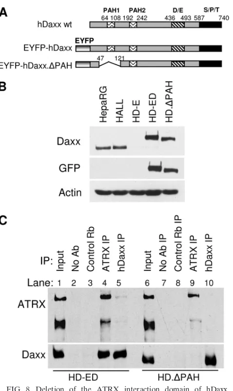 FIG. 9. The ATRX interaction domain of hDaxx is essential forATRX localization to ND10 and recruitment to HSV-1 early replica-