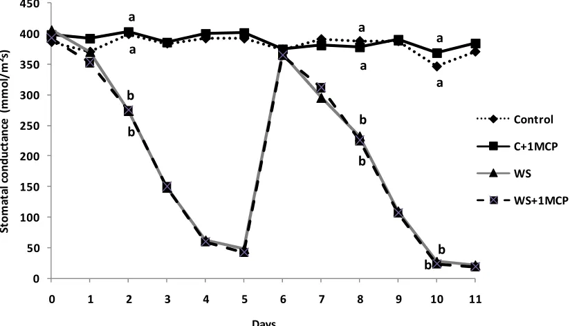 Figure 2. Effect of water-deficit stress and 1-MCP application on leaf photosynthesis 4 days after induction of stress