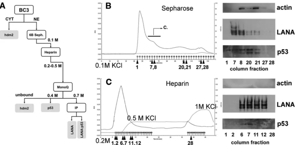 FIG. 1. Analysis of LANA complexes after puriﬁcation with a sizing column (Sepharose 6B) and Heparin FF column