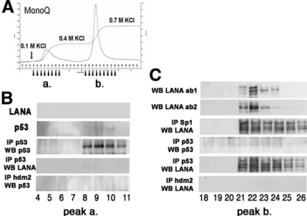 FIG. 4. Analysis of the binding activity of p53 upon p53 response elements (RE). Samples were incubated with an immobilized RE oligonu-cleotide, and washed and bound p53 was detected by ELISA