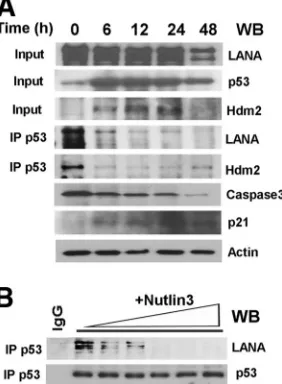 FIG. 6. Nutlin-3a disrupts LANA:hdm2:p53 complexes in vivoin vitroLANA levels and complexes were determined by Western blotting(input) and immunoprecipitation followed by Western blotting