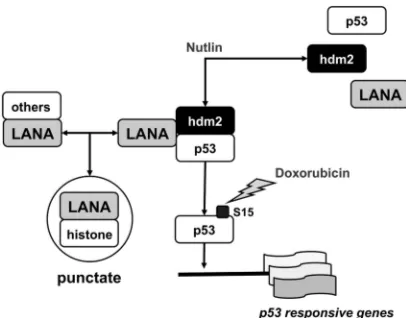 FIG. 8. Model of LANA:p53:hdm2 complexes in PEL. This modelis based on experiments described here as well in earlier work, which