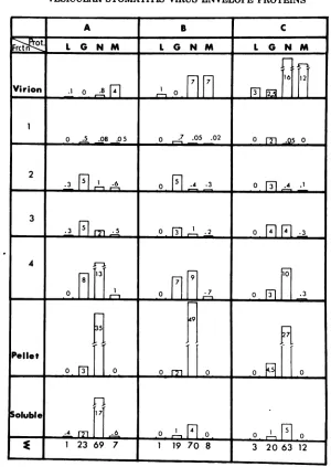 FIG. 5.forfractionsradioactivity45 Distribution of the radioactivity associated with L, G, N (+ NS for the soluble fraction), andM in the (frctn) of a sucrose gradient and in the virions