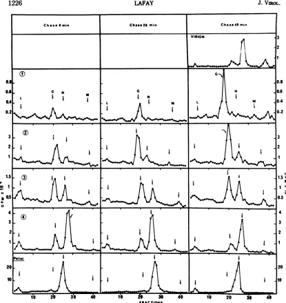 FiG. 6.gradients40waychaseviral min Evolution after a shift down at 30 C of the distribution among cytoplasmic fractions of the tsV 45 proteins synthesized at 39.6 C