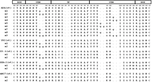 FIG. 1. V3 loop insertion mutants. The V3 loop sequences of the wild-type (wt) and insertion mutant envelope glycoproteins from the indicatedHIV-1 strains are aligned