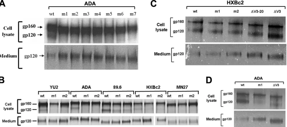 FIG. 3. Processing and subunit association of HIV-1 envelope glycoprotein variants. (A to D) 293T cells expressing the wild-type (wt) or mutantenvelope glycoproteins from the indicated HIV-1 strains were radiolabeled