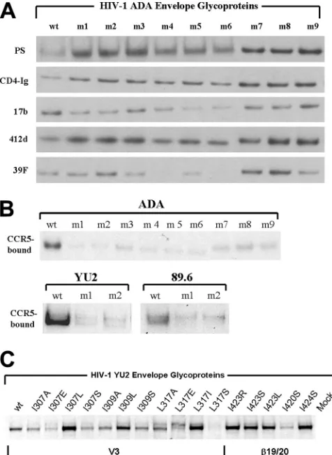 FIG. 4. Binding of ligands to HIV-1 envelope glycoprotein variants.(A) 293T cells expressing the wild-type (wt) or mutant (m1 to m9)