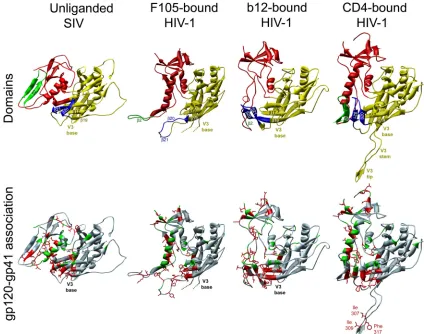 FIG. 6. Changes in HIV-1 gp120 resulting in decreased association with gp41. A ribbon diagram of the unliganded simian immunodeﬁciencyvirus (SIV) gp120 core structure (5) is shown in the left column