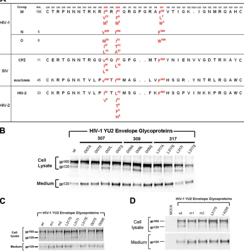 FIG. 7. The hydrophobic V3 patch. (A) The V3 variable loops of the primate immunodeﬁciency viruses are aligned