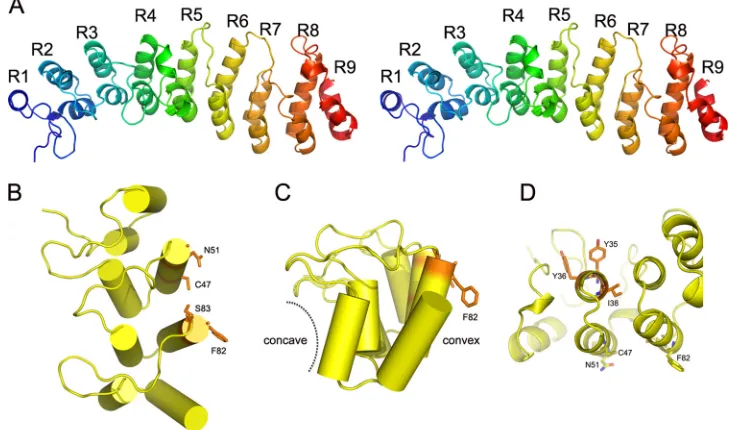 FIG. 1. K1 structure. (A) Stereo view of the overall structure of K1. The secondary structures are shown in rainbow color with N termini in blueand C termini in red, respectively