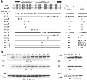 FIG. 2. Mutagenesis study of K1 ANK2. (A) The amino acid sequence of K1 ANK2 is shown in an alignment with the synthetic ANK sequencefrom 1MJ0, with the secondary structure of the synthetic ANK labeled