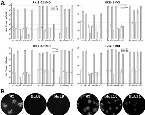 FIG. 3. Phenotypes of K1 mutant VACV in RK13 and HeLa cells. (A) Growth phenotypes of K1 mutants in HeLa and RK13 cells at high (5PFU/cell) and low (0.01 PFU/cell) MOIs