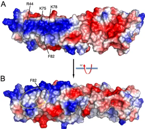 FIG. 4. Electro-potential of K1 surface. (A) Top view; (B) sideview. The positively and negatively charged surfaces are colored blue