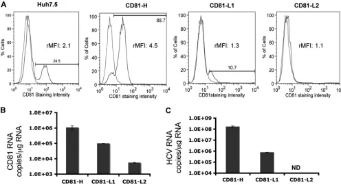 FIG. 1. CD81 expression and HCV RNA levels among the three Huh7.5 cell populations. CD81 cell surface expression and CD81 RNA levelsof the three cell lines were monitored regularly, and representative proﬁles are shown