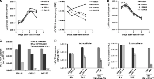FIG. 4. Protein synthesis and RNA replication among cell populations with different CD81 levels