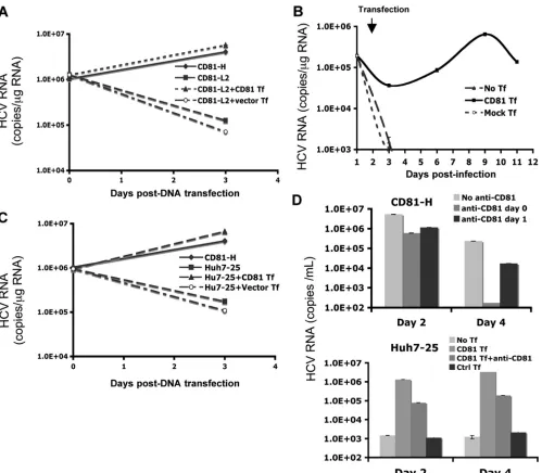 FIG. 6. Transient expression of CD81 restores HCV RNA replication in CD81-L2 and Huh7-25 cells
