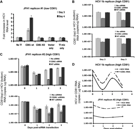 FIG. 7. Modulation of the CD81 level changes HCV RNA replication efﬁciency. (A) JFH1 subgenomic replicon cells with low CD81 levels(pSGR-JFH1-C4/1) were transfected with a CD81 expression plasmid, and HCV RNA levels were determined on days 3 and 4 after transfection.