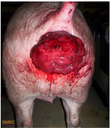 Figure 1. An example of a rectal prolapse in a sow [20].