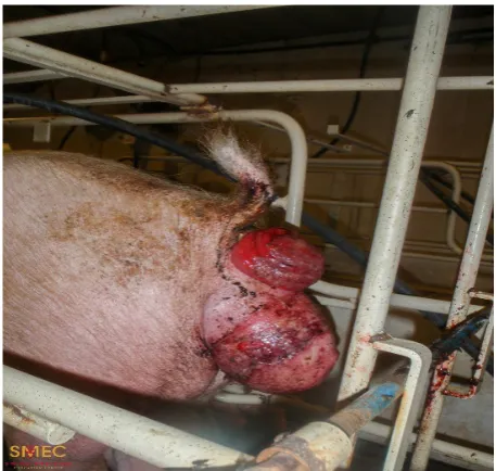 Figure 2. A sow with both rectal (upper) and vaginal (lower) prolapses [20]. 