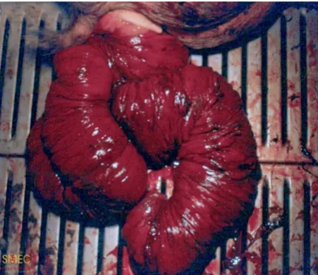 Figure 3. Close up of a complete uterine prolapse in the sow shortly after parturition [20]