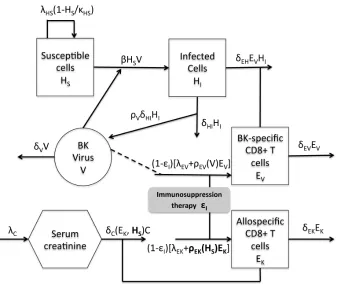 Figure 5: BKV model