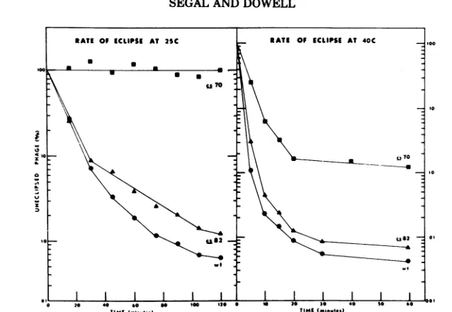 FIG. 1.intracellularwilddivided Eclipse of wild type cs7O, and cs82 at 25 C and 40 C. Starved E