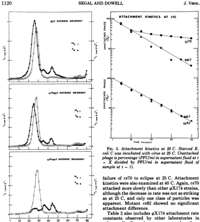 FIG. 5.phagesamplecoli= X Attachment kinetics at 25 C. Starved E. C was incubated with virus at 25 C