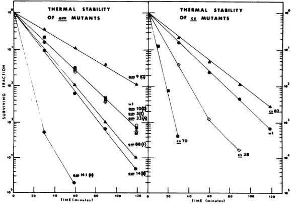TABLE 2. Attachment rate constants of cs mutants